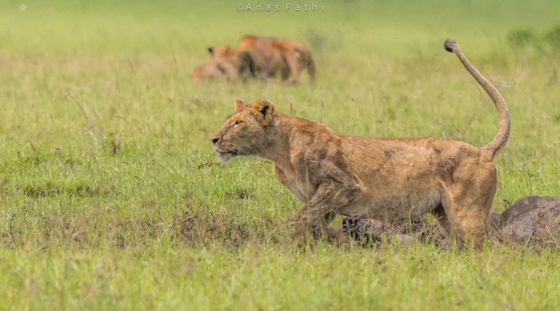Kenia Safari im Juli: Migration & Hochsaison