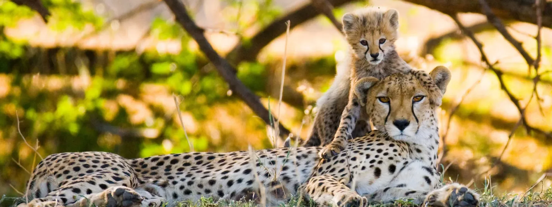 Kenia Safari im November: Kurze Regenzeit