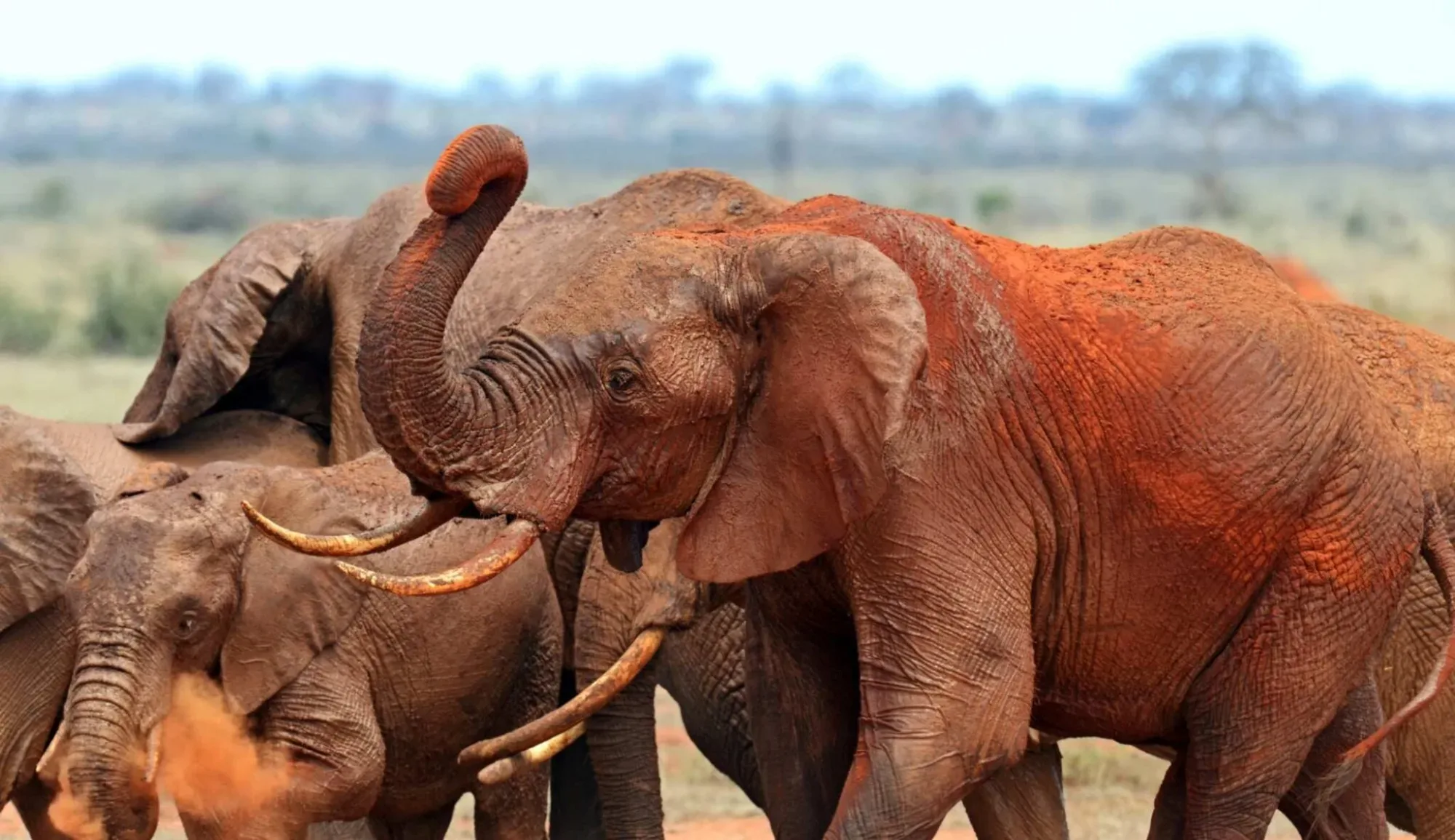 Kenia Safari Juni 2027