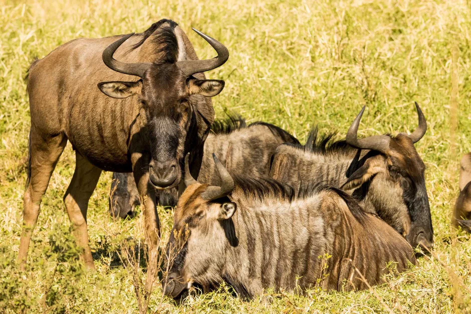 Kenia Safari Kosten