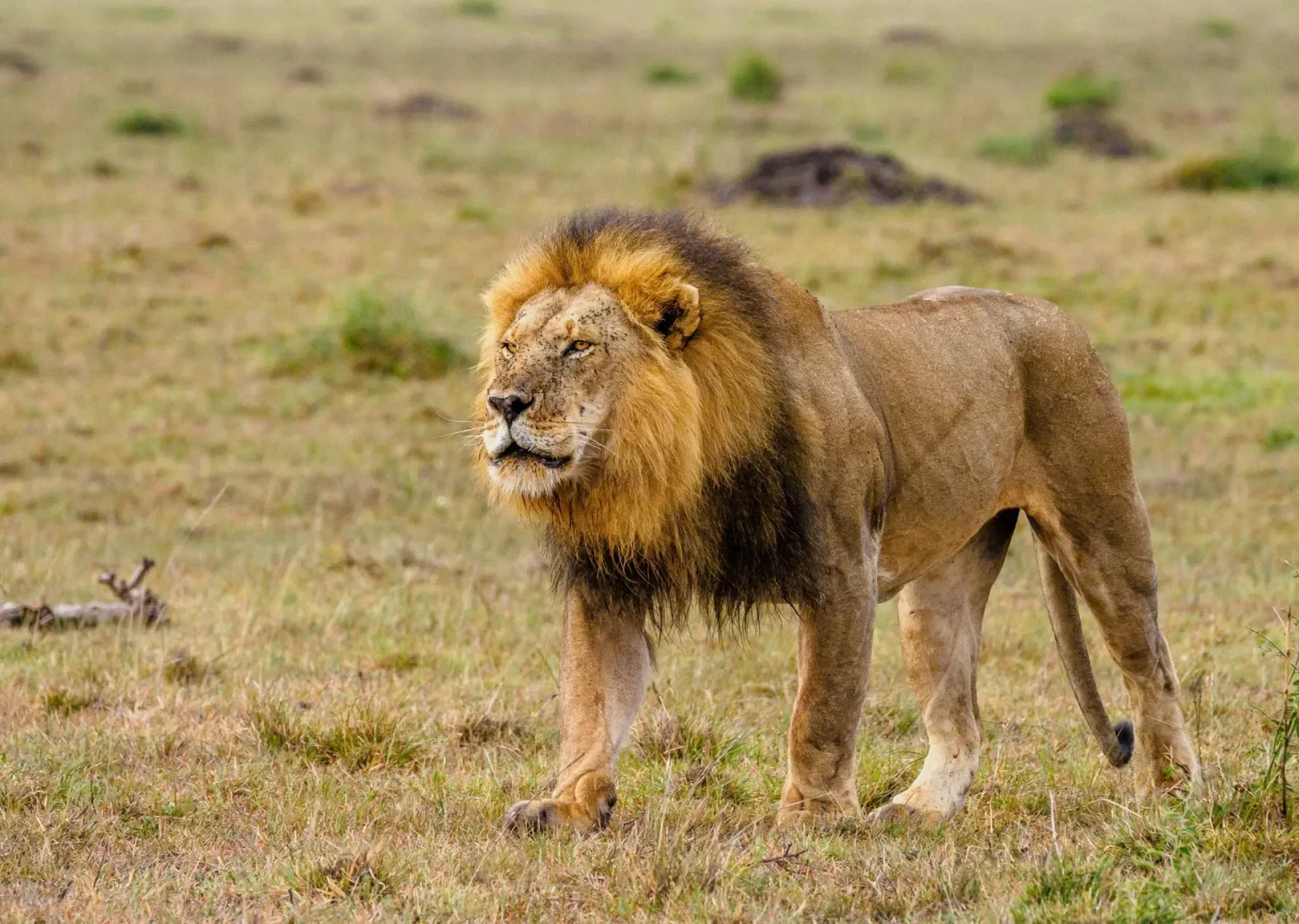 Kenia Safari mit deutschsprachigem Guide