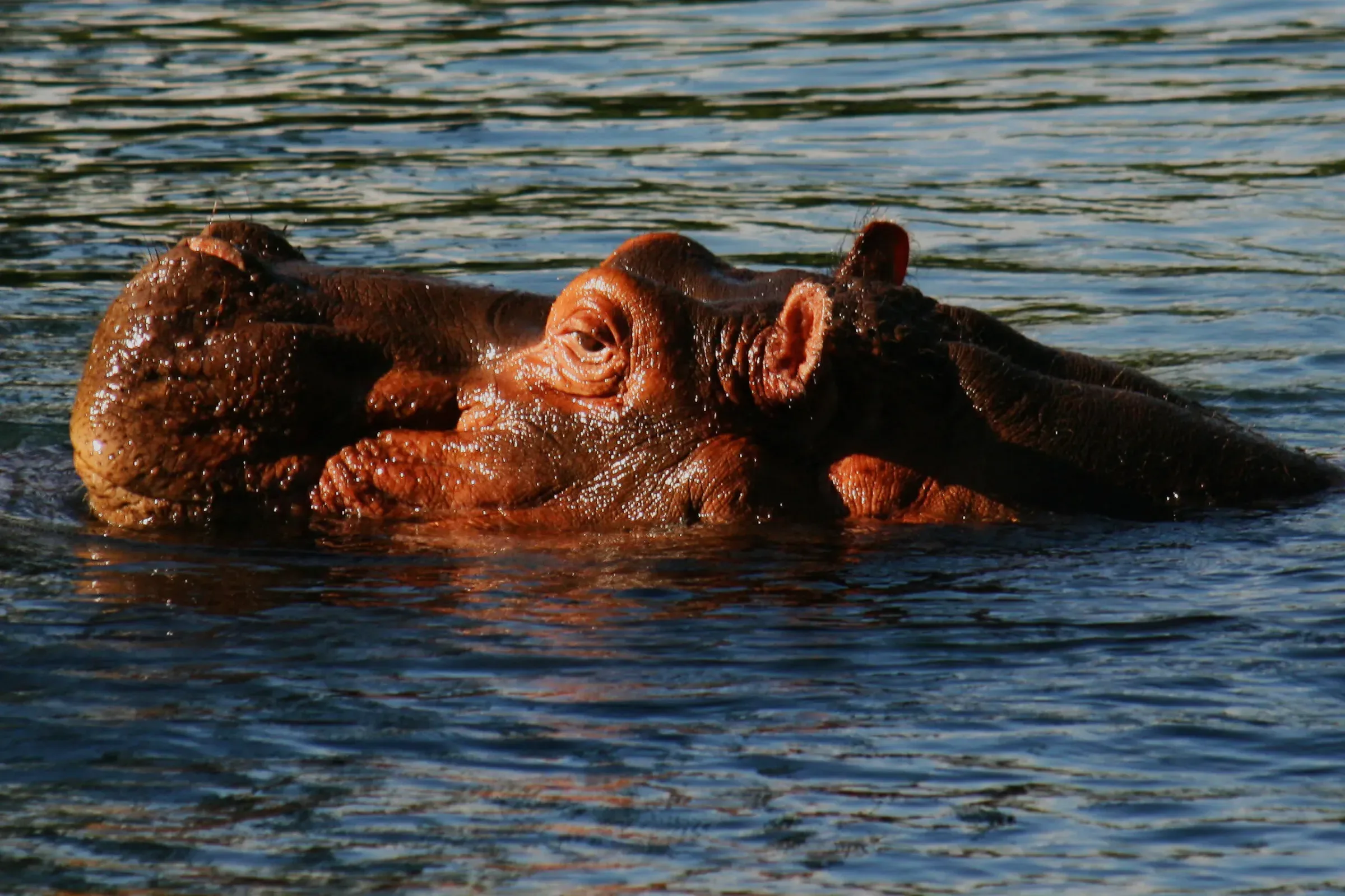 Kenia Safari Packliste