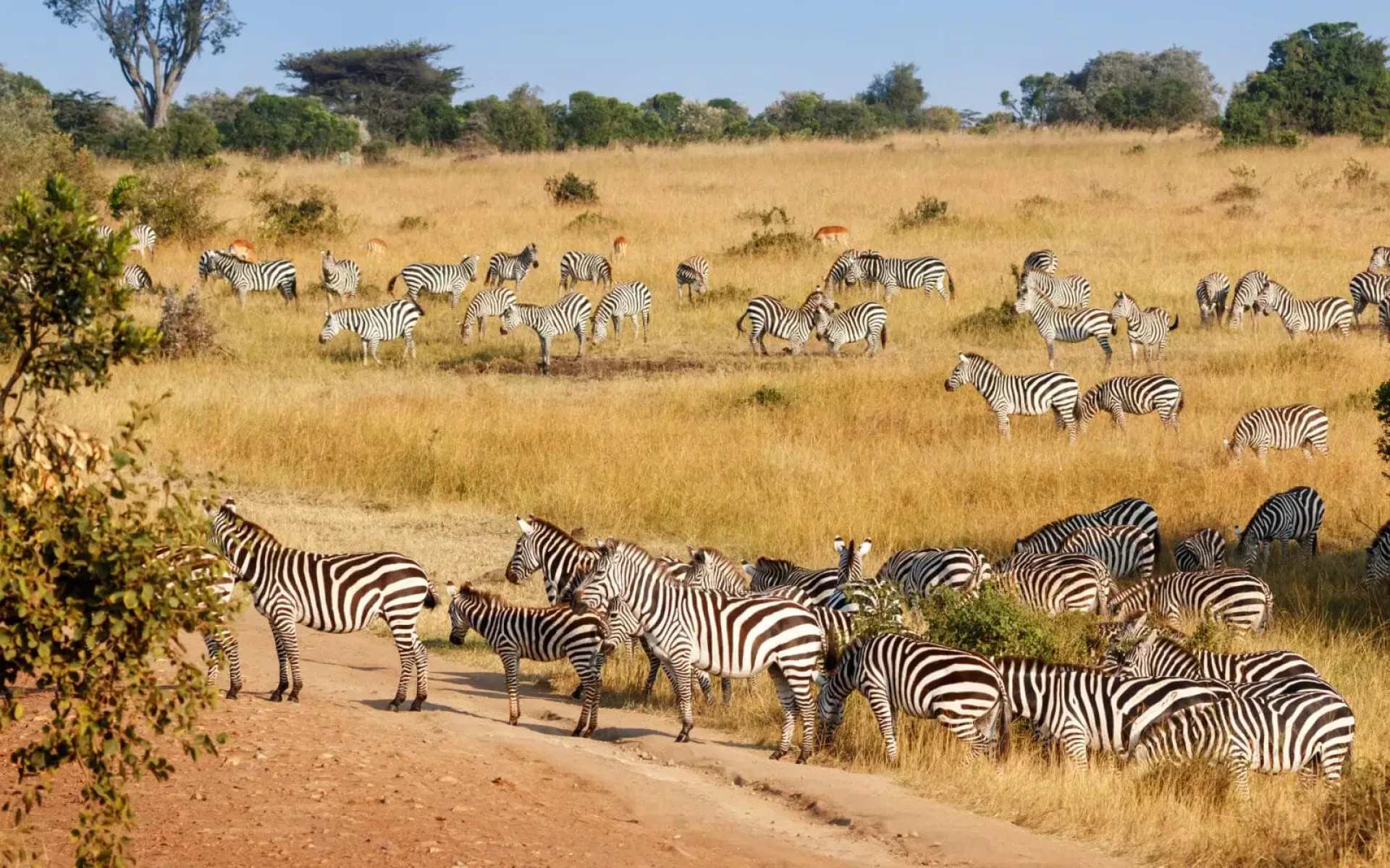 Kenia Safari Reiseveranstalter: Worauf achten?