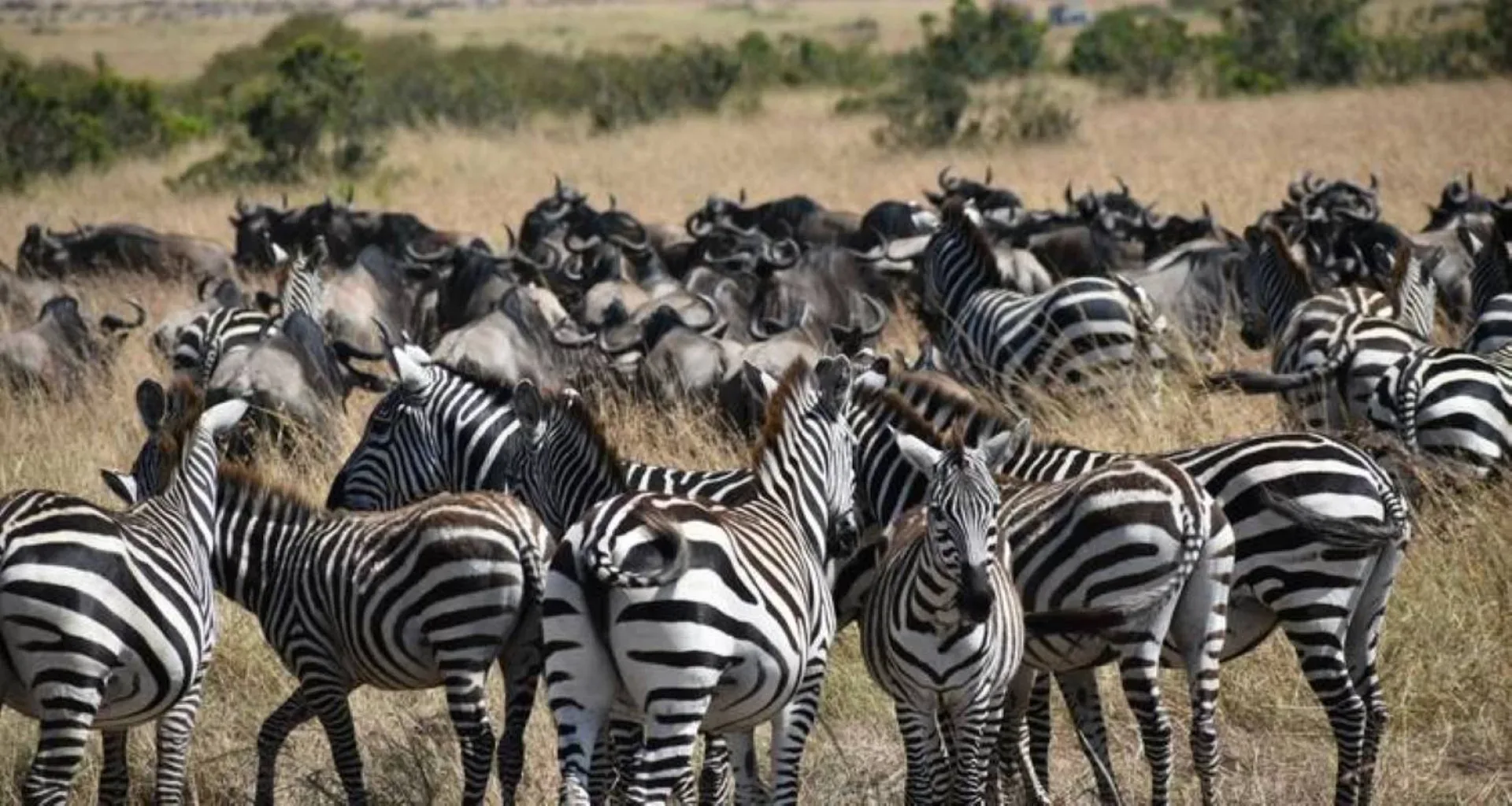 Kenia Safari & Tansania kombinieren