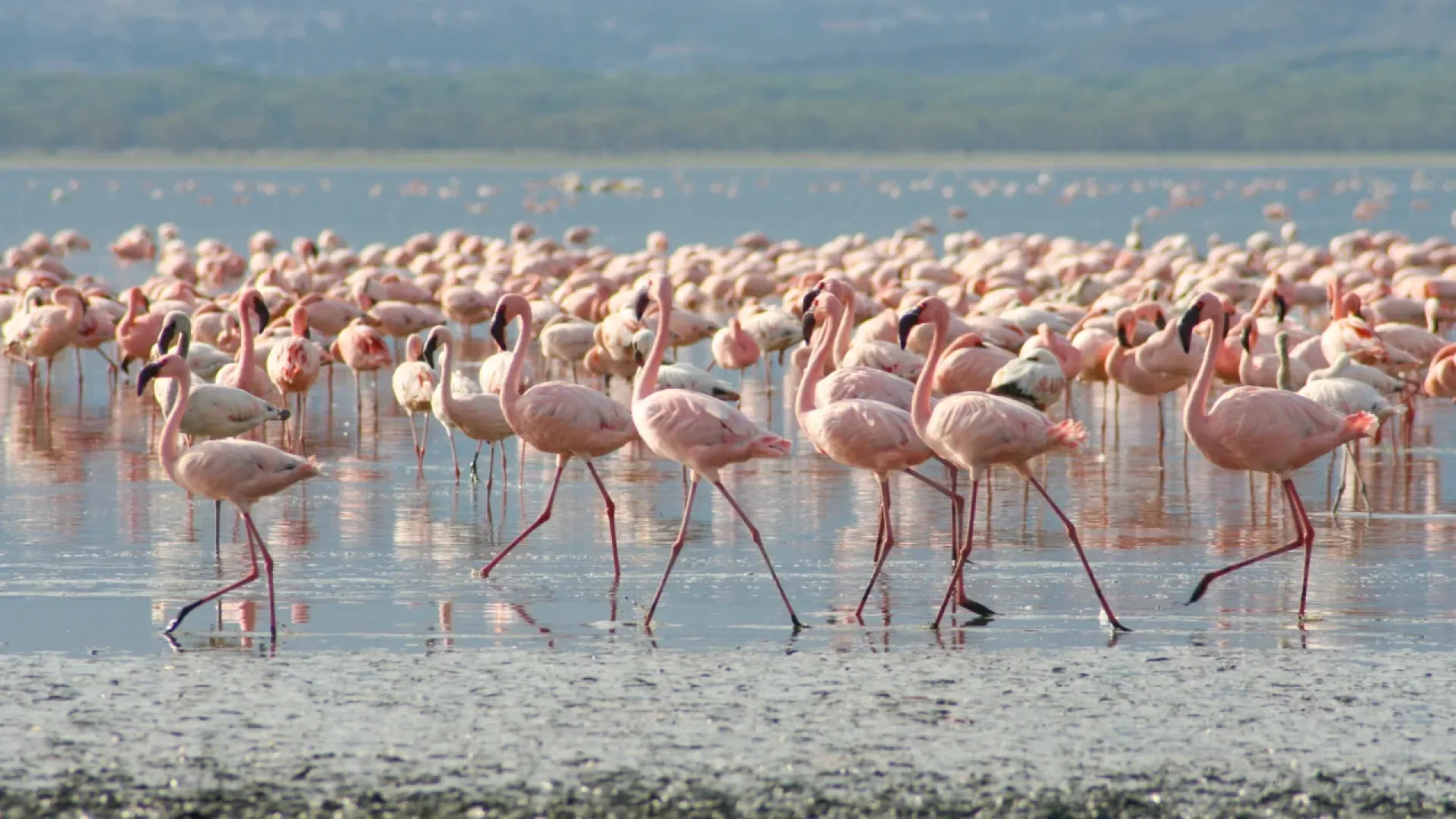 Lake Nakuru Safari: Nashörner & Flamingos