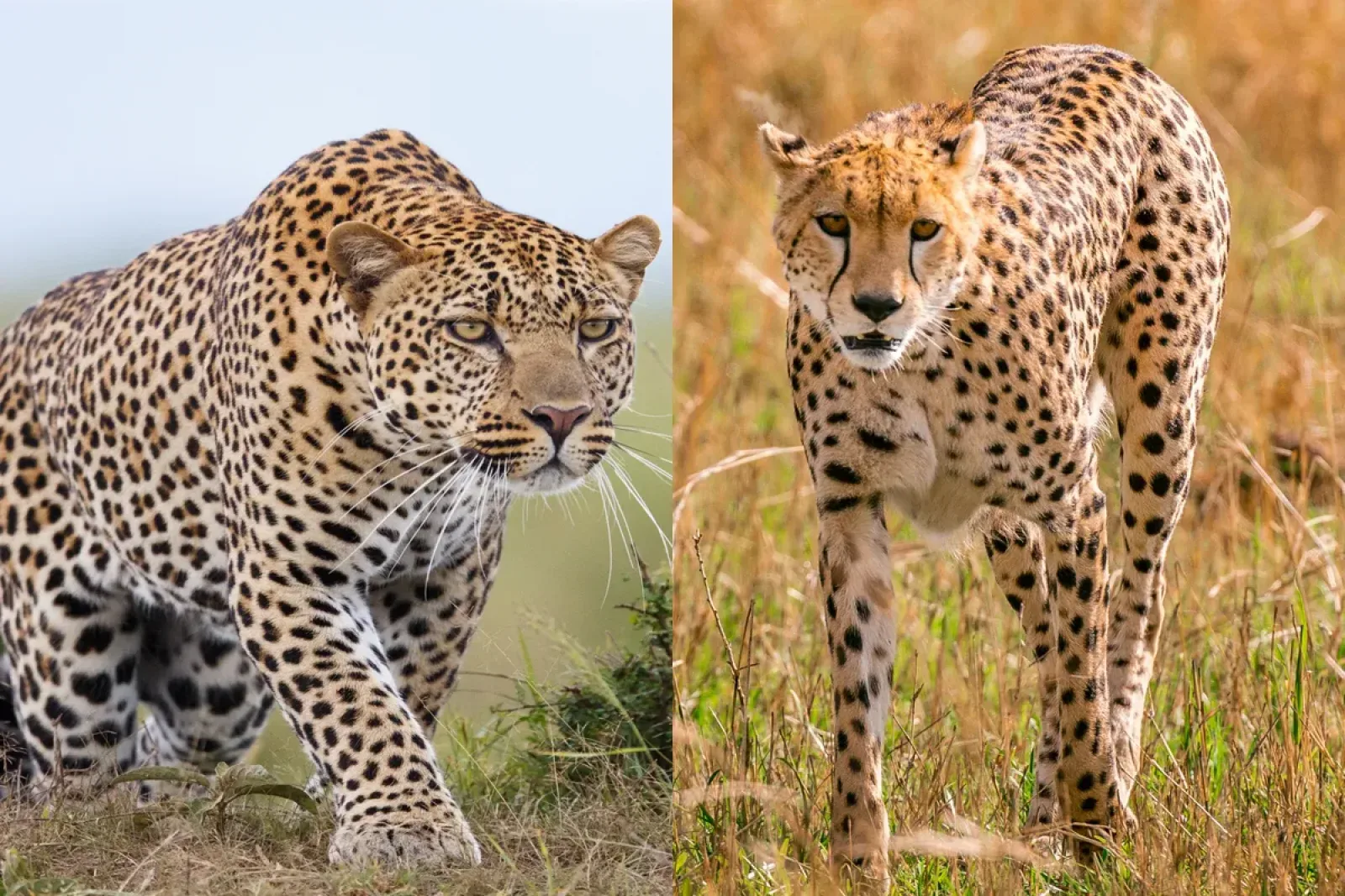 Leopard on an African safari
