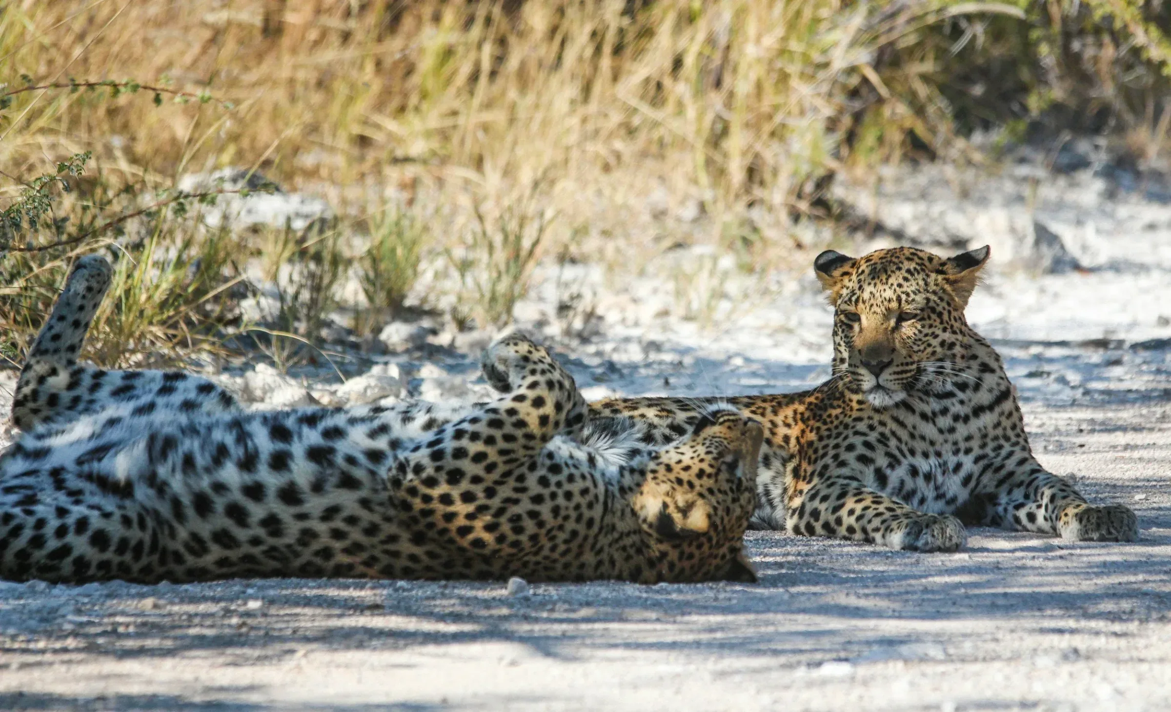 Leoparden in Tansania