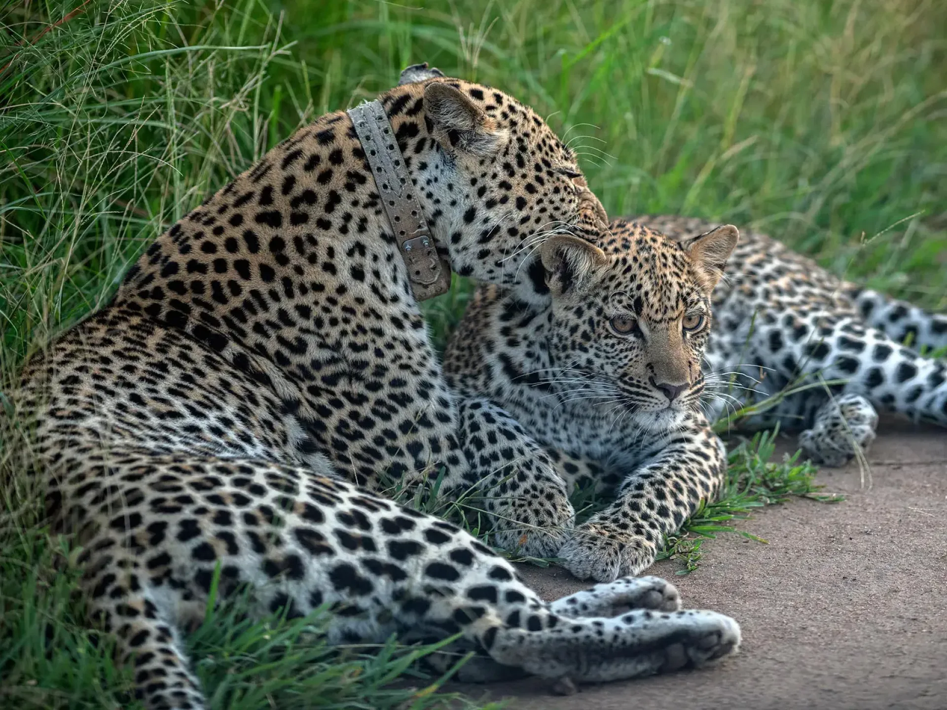Leoparden in Uganda: Beste Orte für Sichtungen