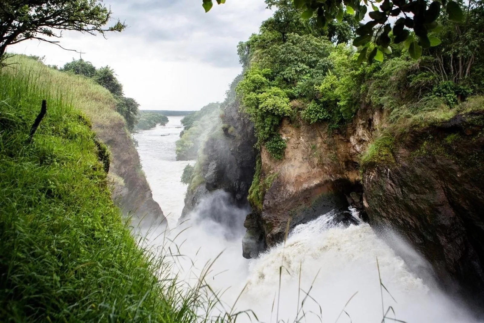 Lions in Murchison Falls