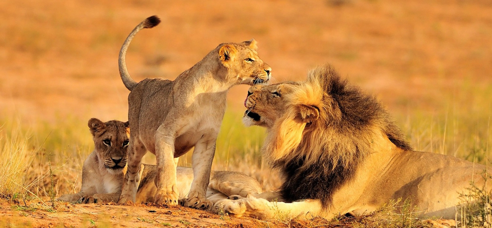 Lions in Ngorongoro