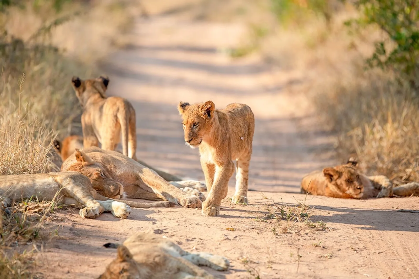Lions in Serengeti