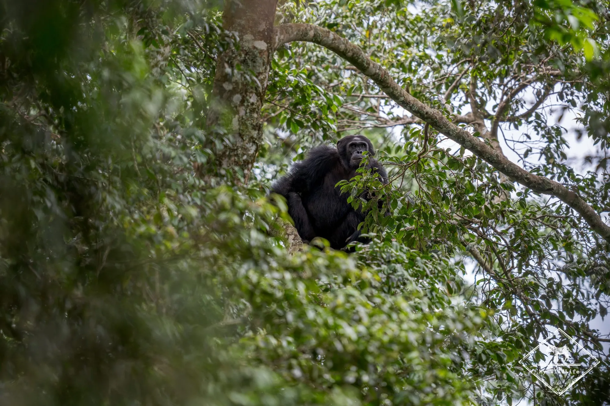 Lions in Uganda