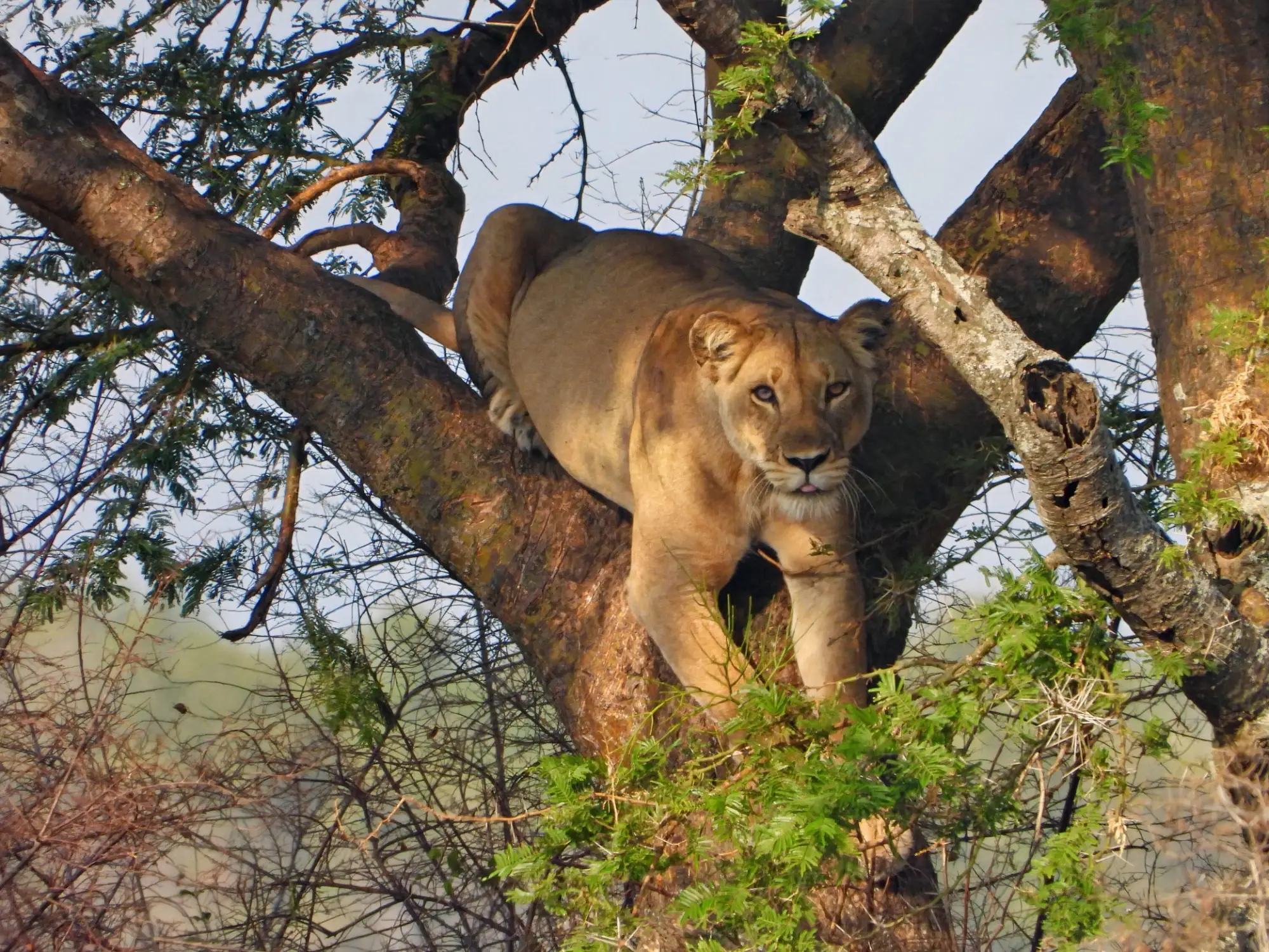 Lions in Uganda