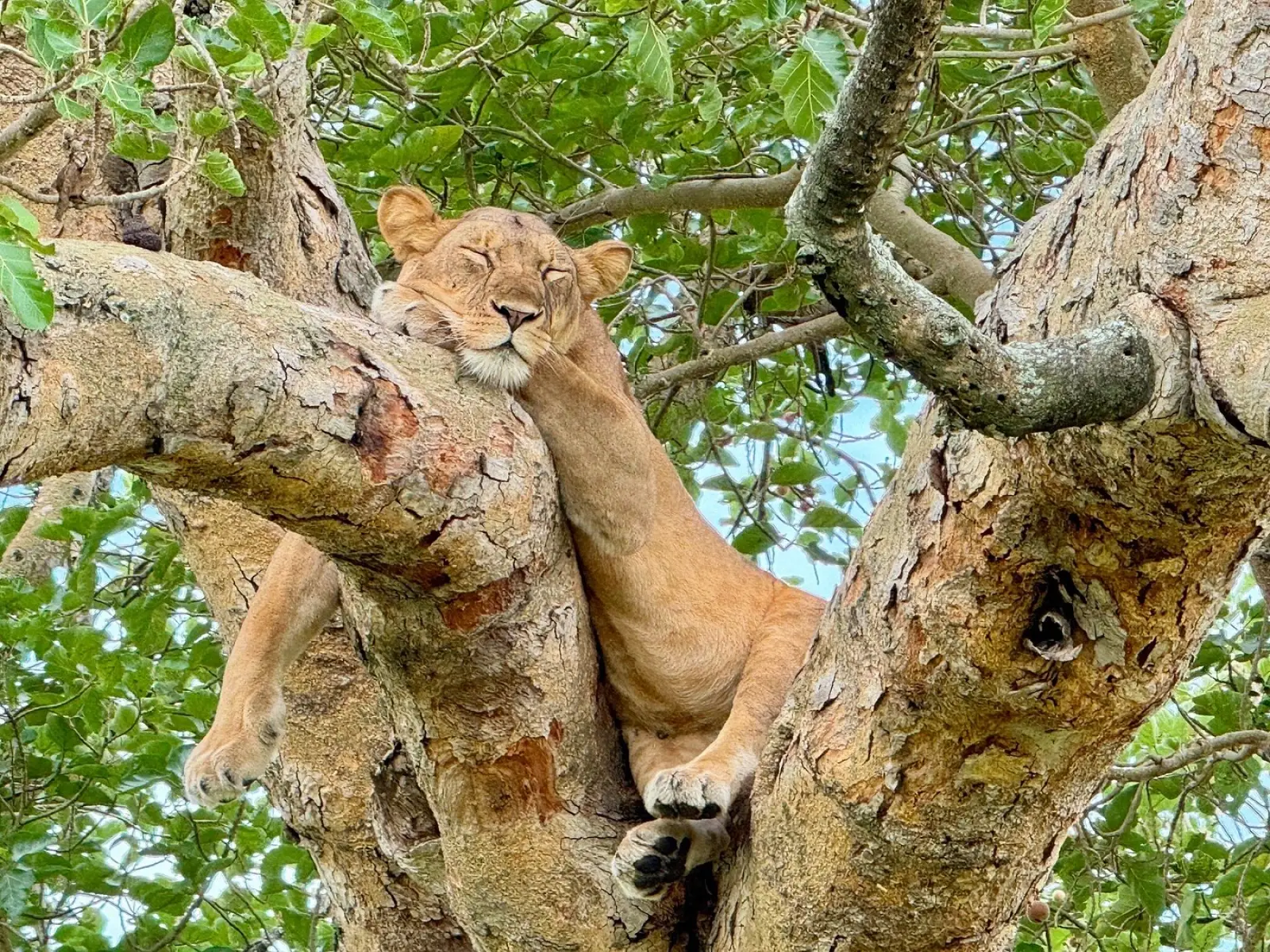 Lions in Uganda