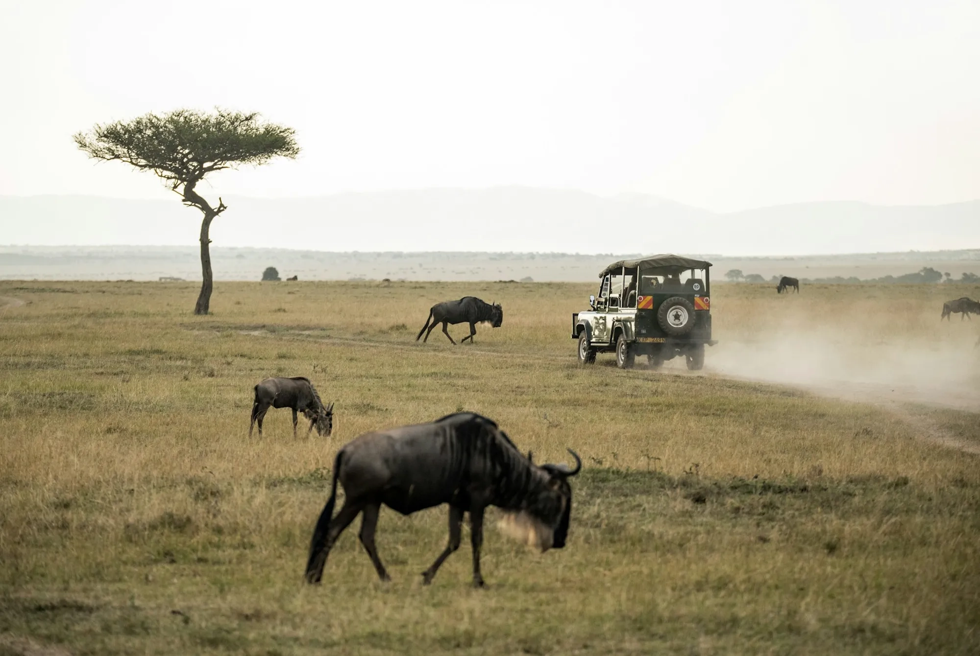 Lions on an African safari