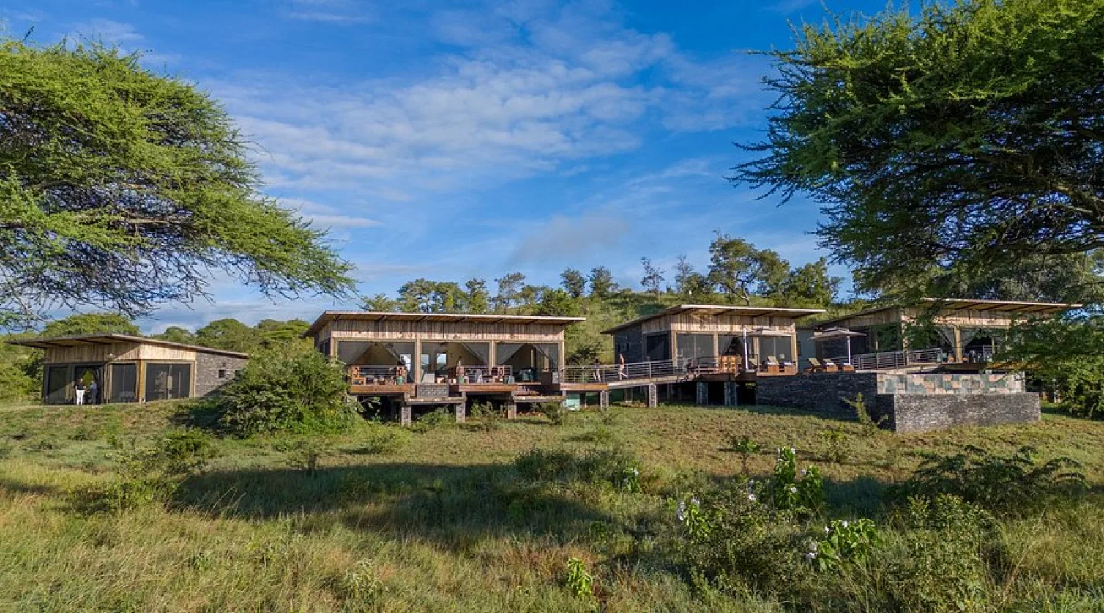 Lions on an African safari