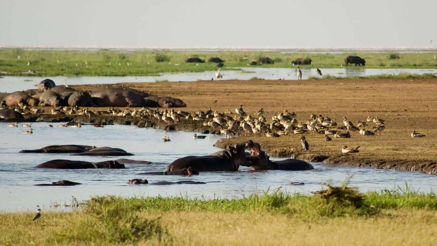 Lions on an African safari