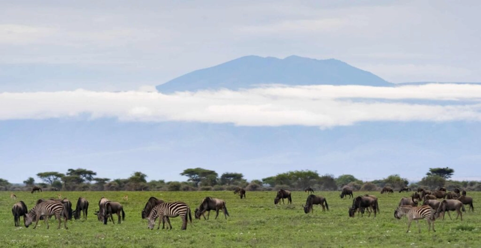 Lions on an African safari