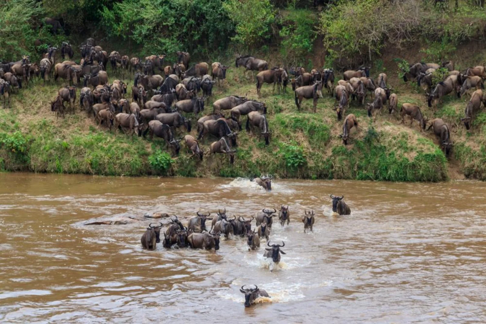 Lions on an African safari