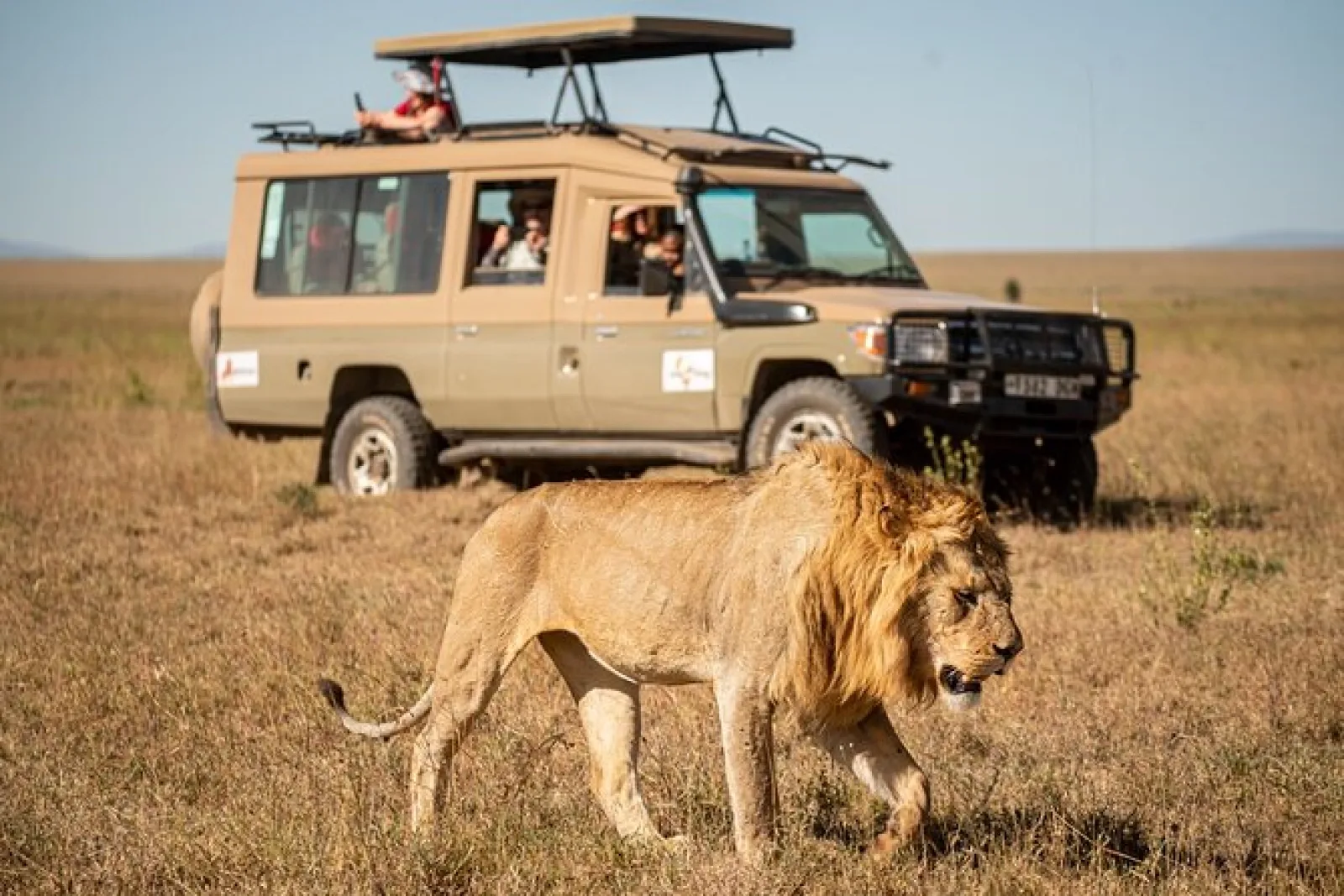 Lions on an African safari