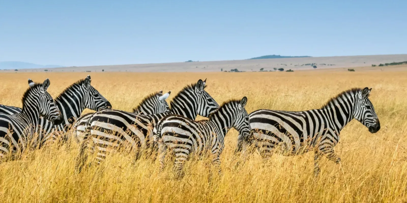 Luxus Safari mit Kindern