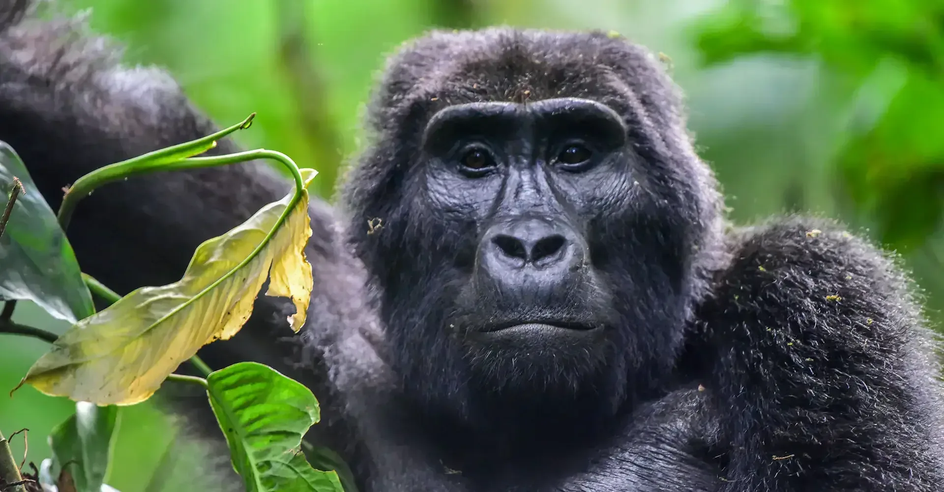 Mai oder Juni für Gorilla Trekking