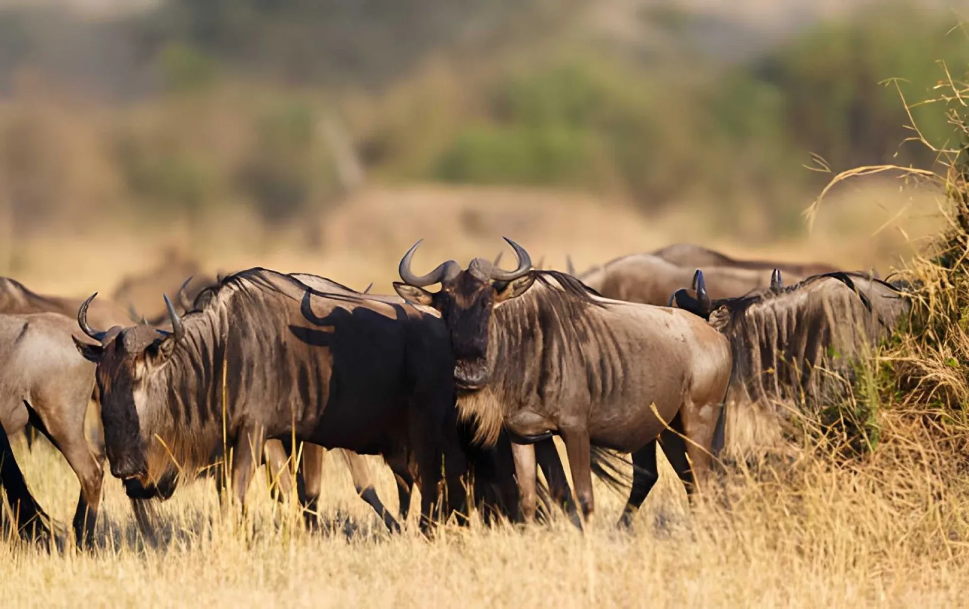 Masai Mara oder Amboseli?