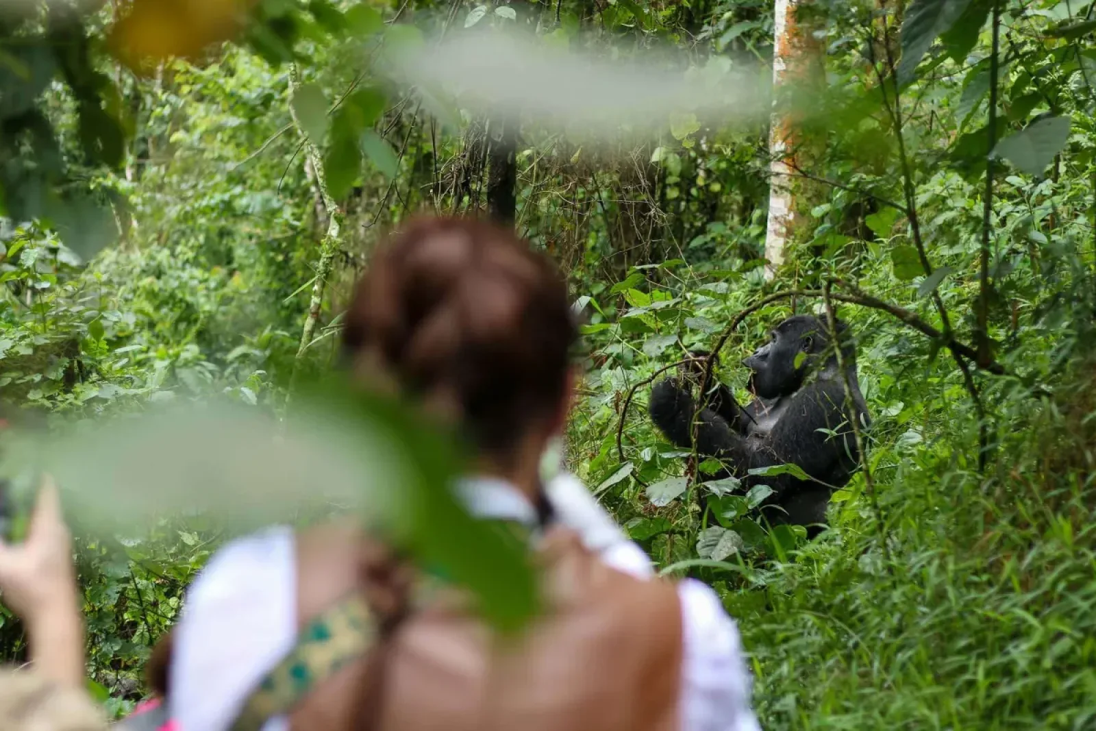 Mitte Januar Gorilla Trekking