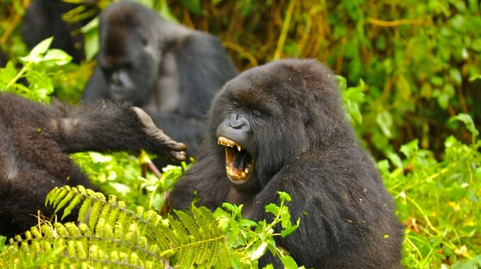 Mountain gorillas in Bwindi Impenetrable National Park