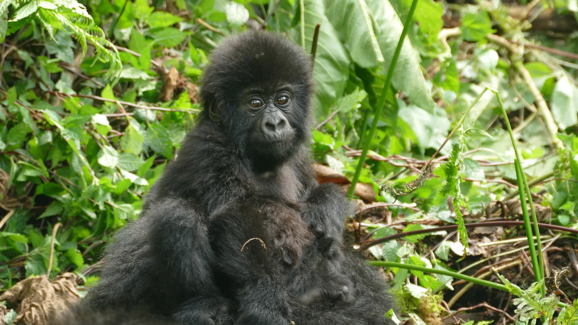 Mountain gorillas in Bwindi Impenetrable National Park