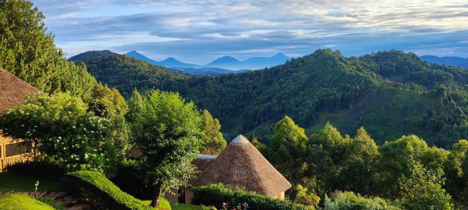 Mountain gorillas in Bwindi Impenetrable National Park