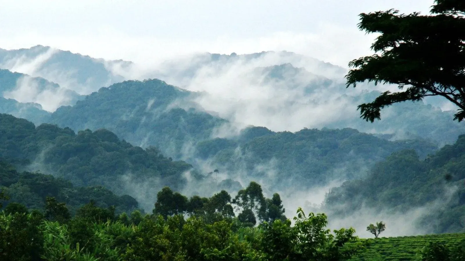 Mountain gorillas in Bwindi Impenetrable National Park