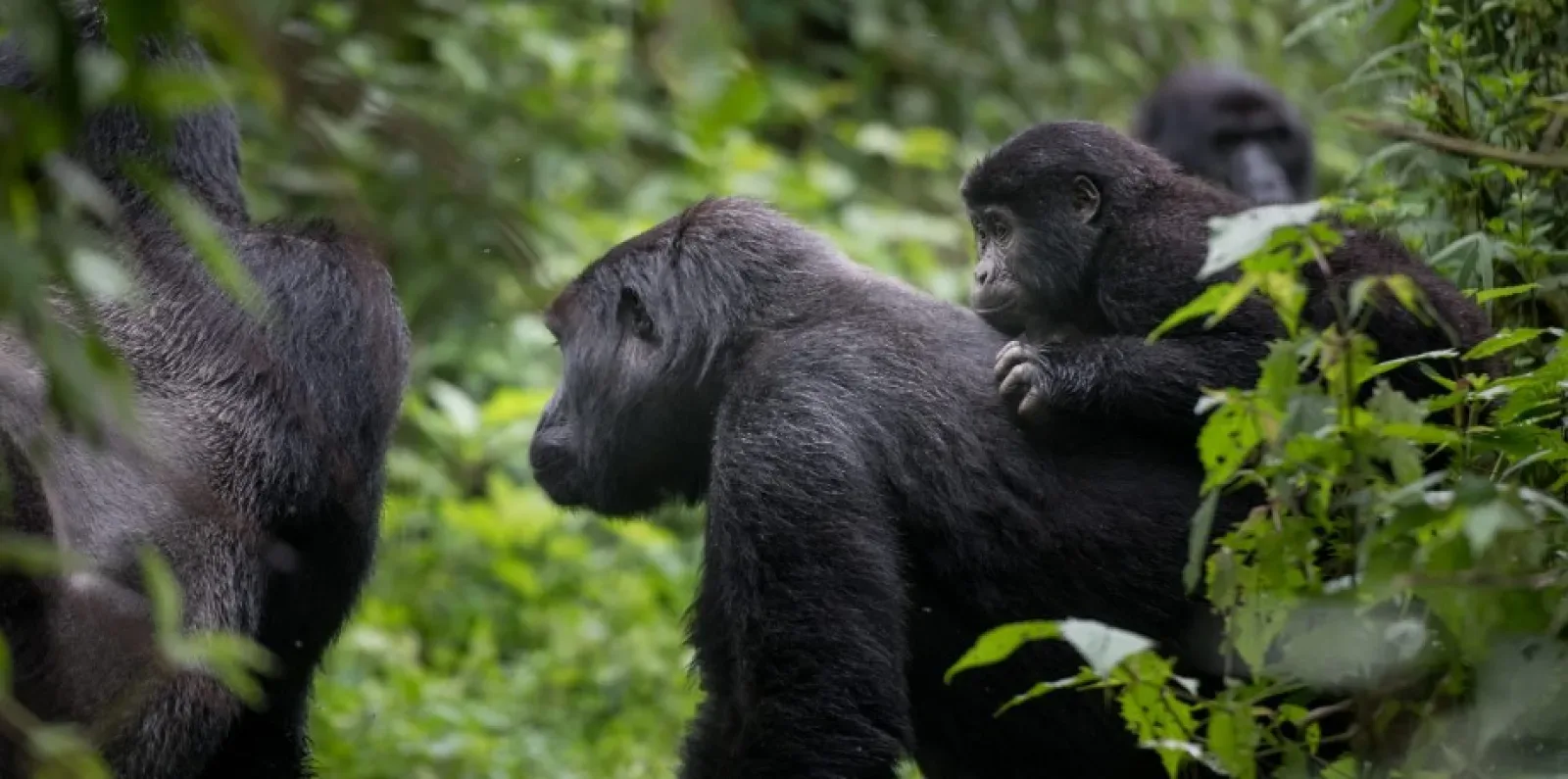 Mountain gorillas in Bwindi Impenetrable National Park