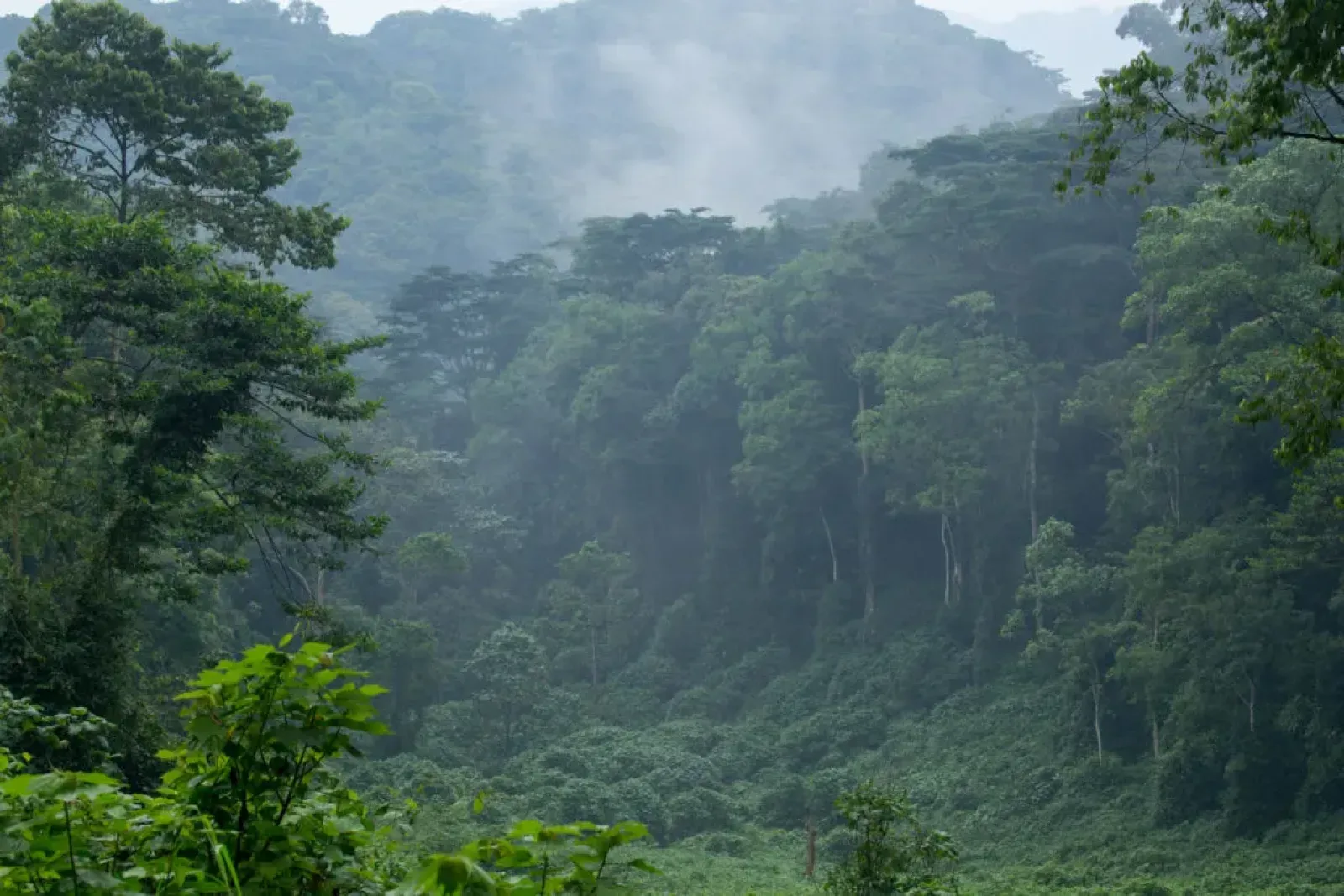 Mountain gorillas in Bwindi Impenetrable National Park