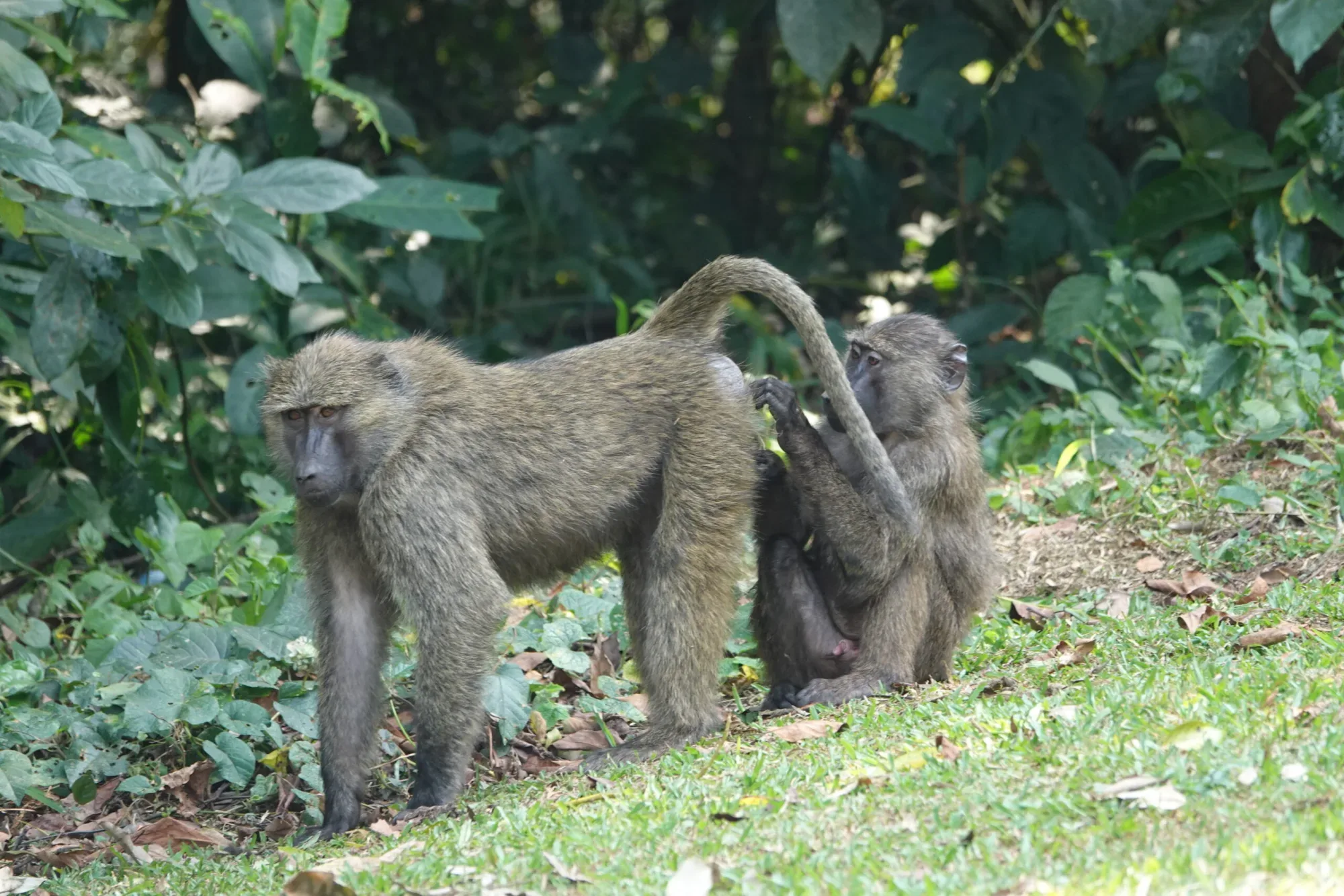 Mountain gorillas in Kibale