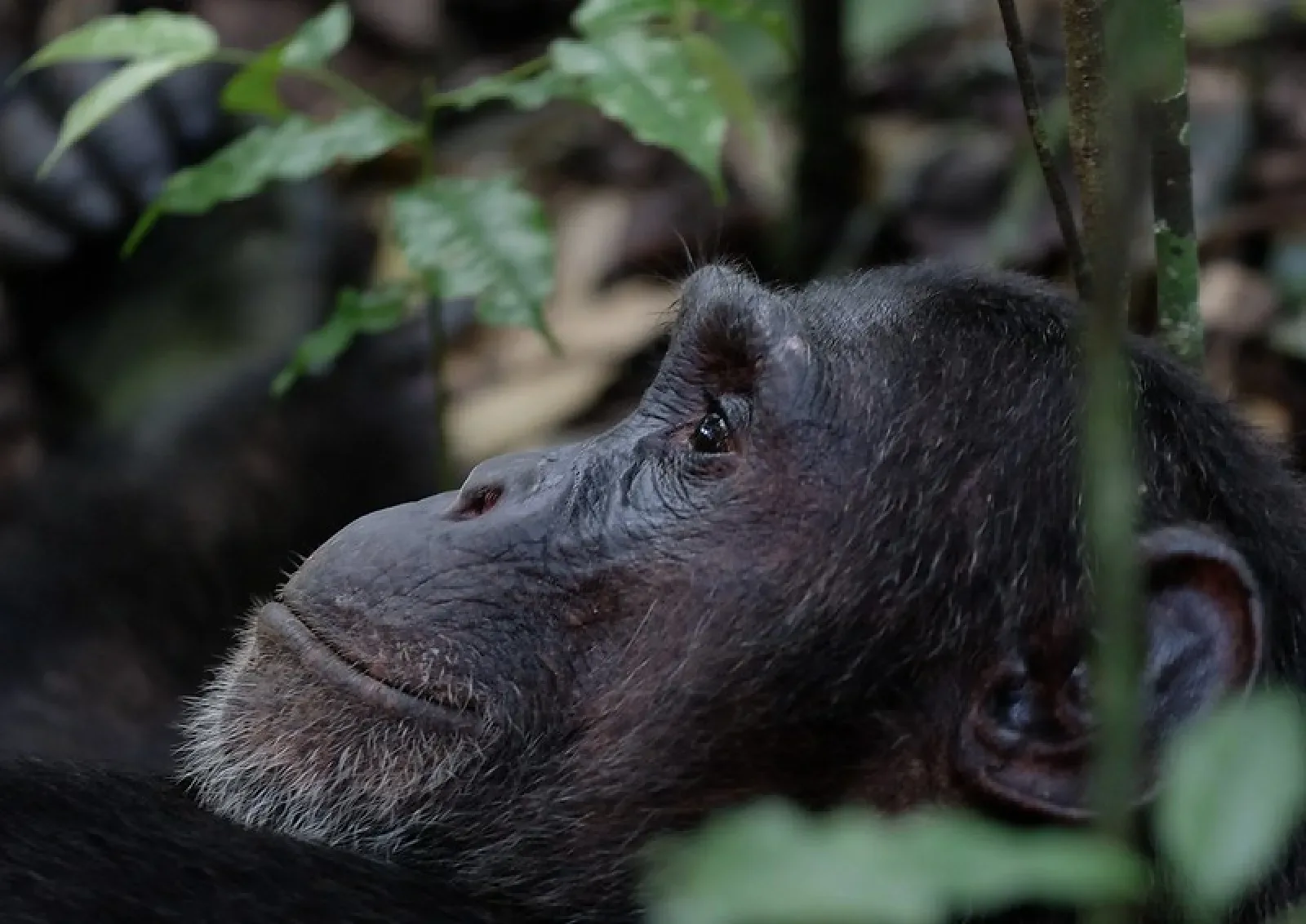 Mountain gorillas in Kibale