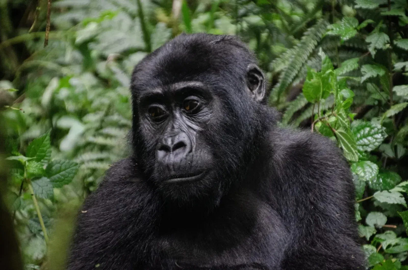 Mountain gorillas in Kigali