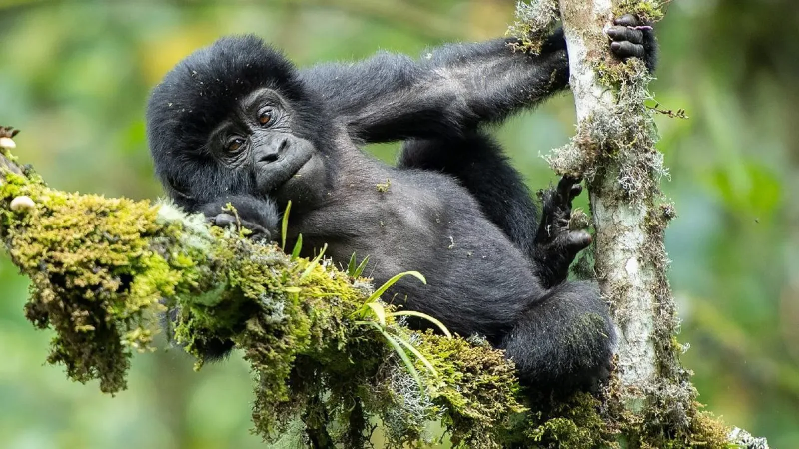 Mountain gorillas in Kigali