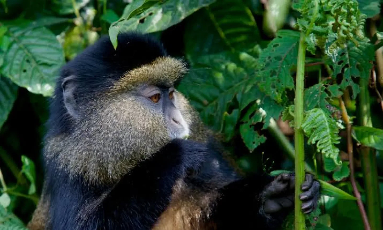 Mountain gorillas in Mgahinga Gorilla National Park