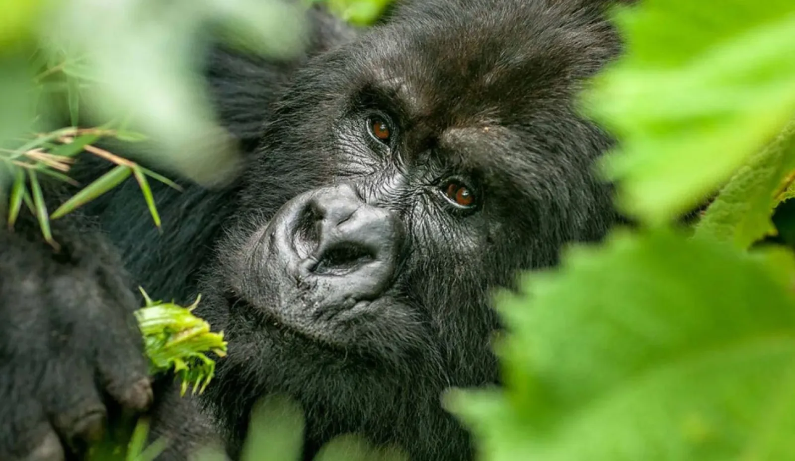 Mountain gorillas in Mgahinga Gorilla National Park