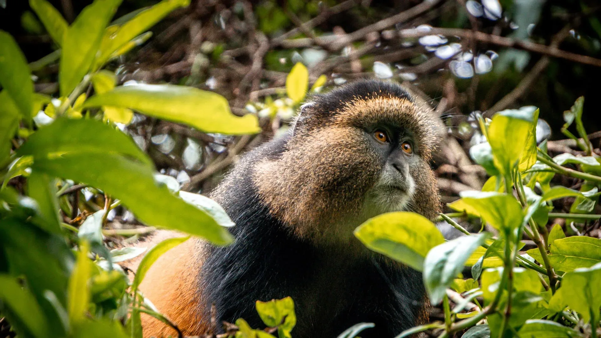 Mountain gorillas in Mgahinga Gorilla National Park