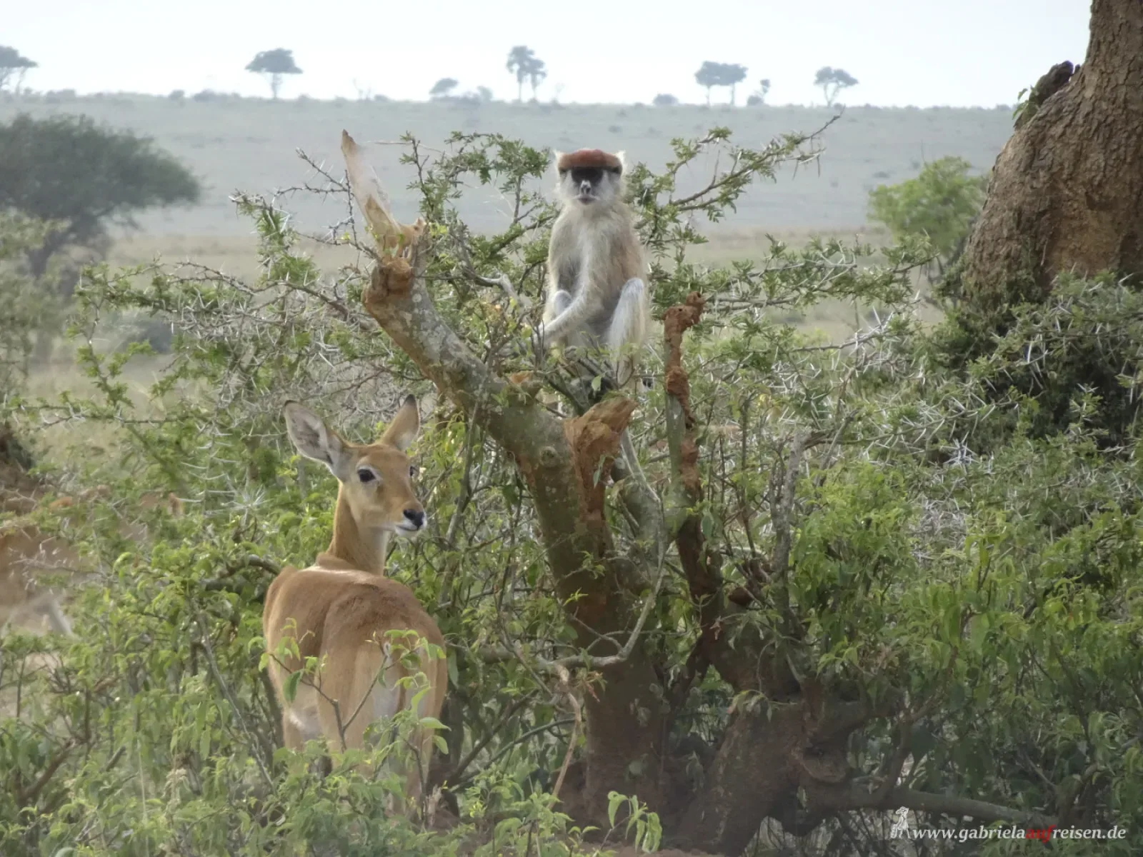 Mountain gorillas in Murchison Falls