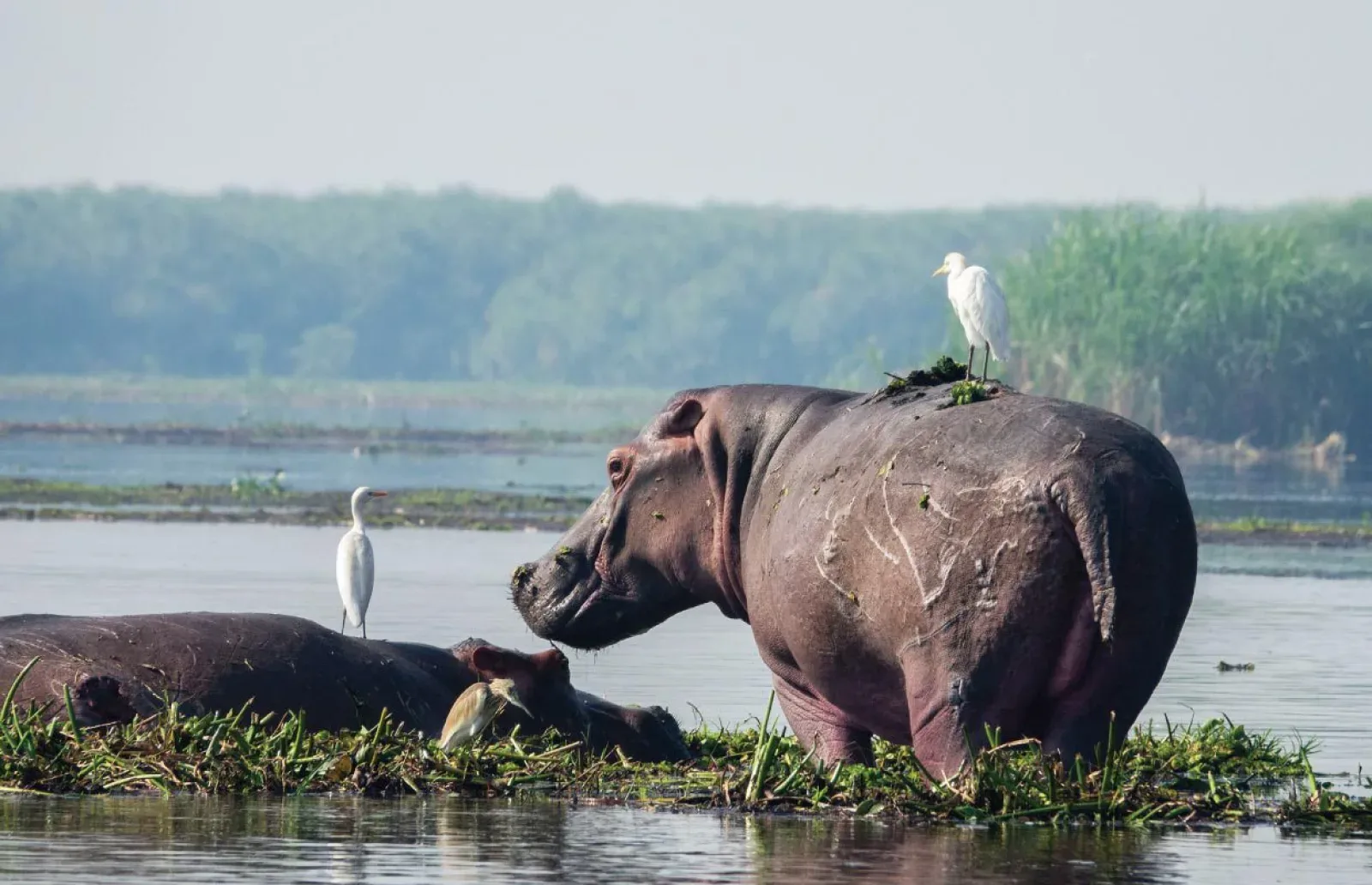 Mountain gorillas in Murchison Falls