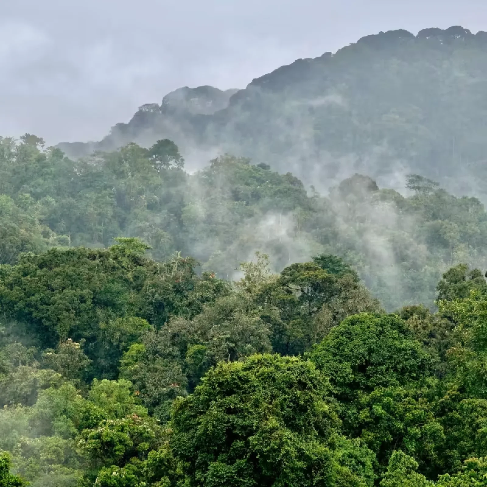 Mountain gorillas in Rwanda