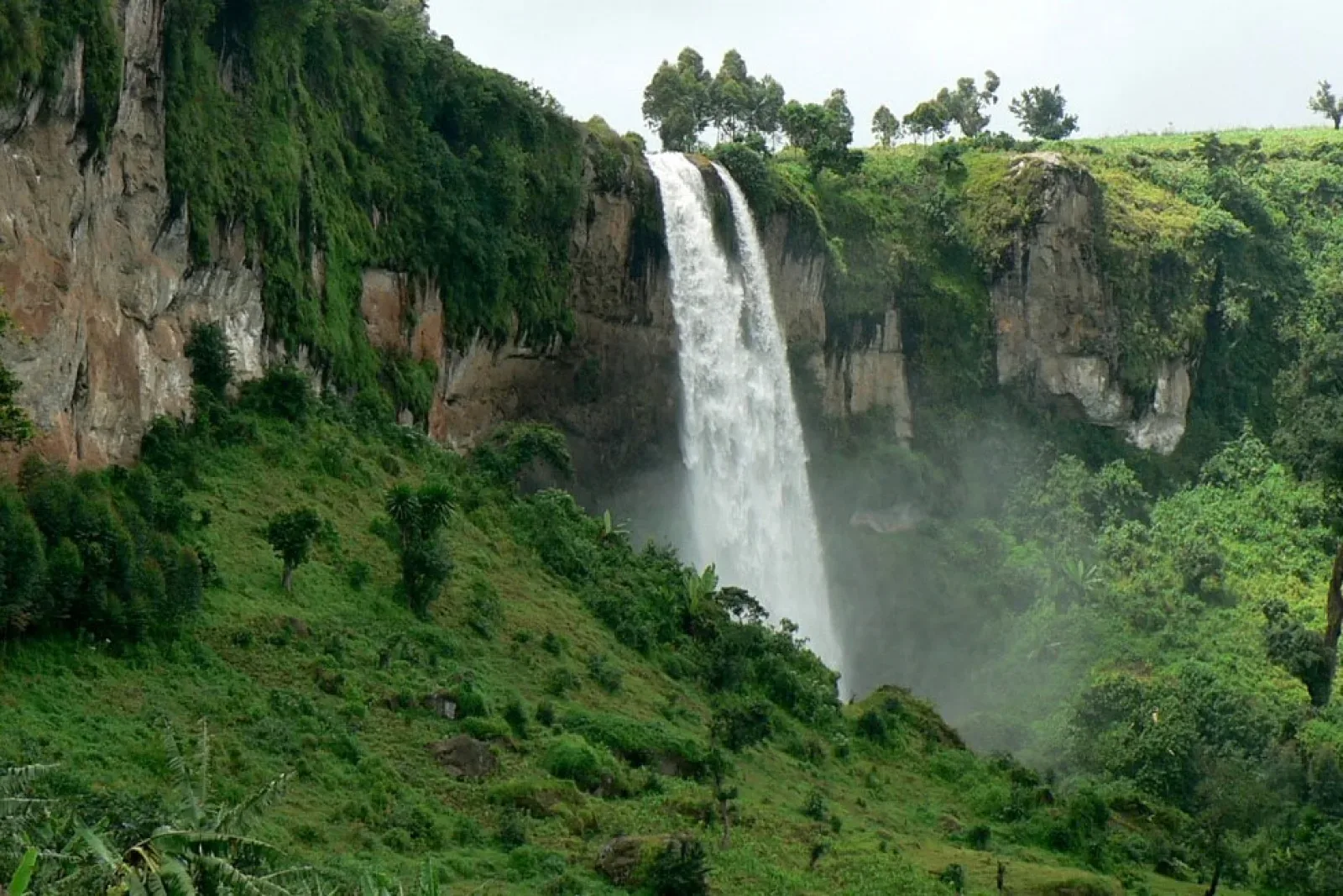 Mountain gorillas in Uganda