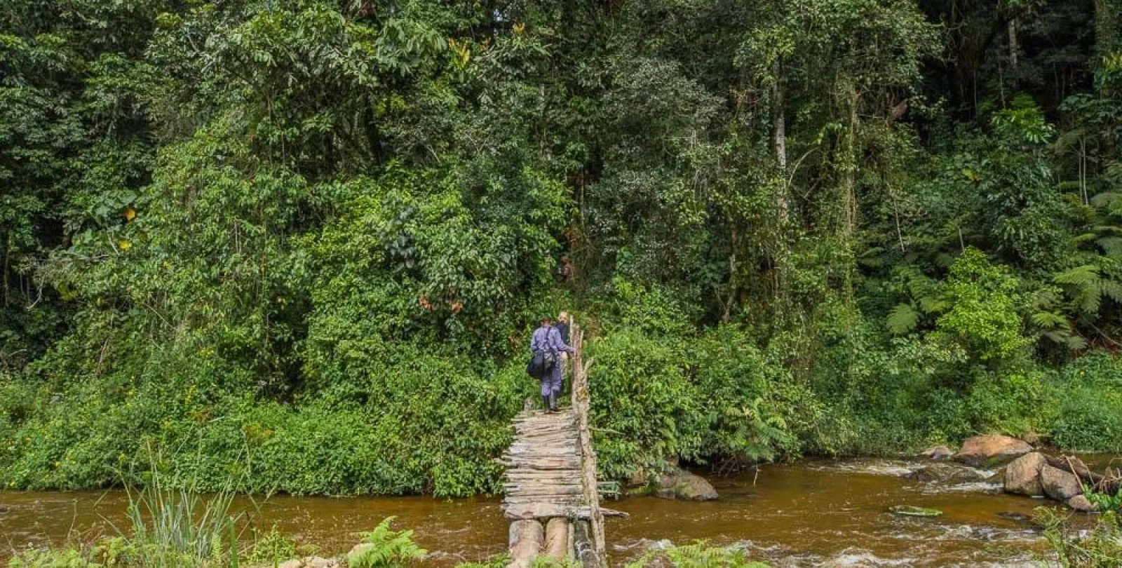 Mountain gorillas in Uganda