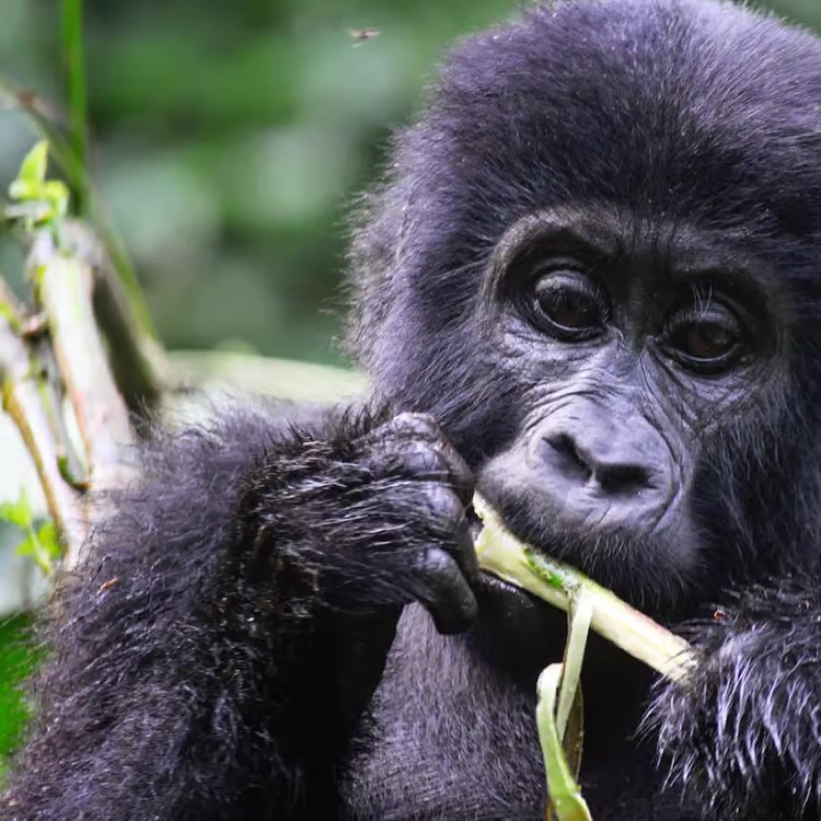 Mountain gorillas in Uganda
