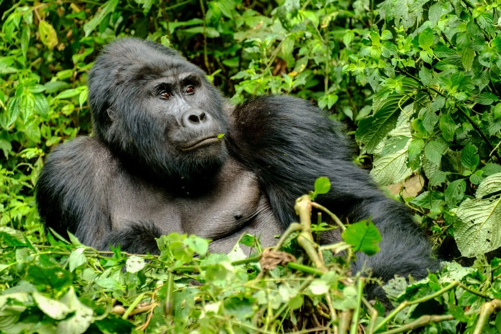 Mountain gorillas in Uganda