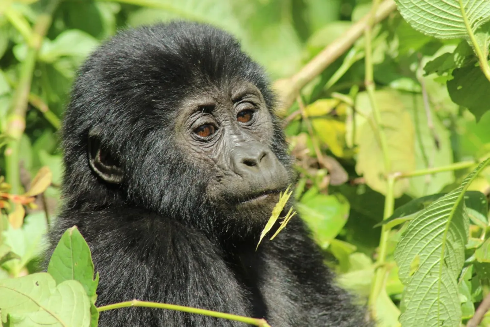 Mountain gorillas in Uganda
