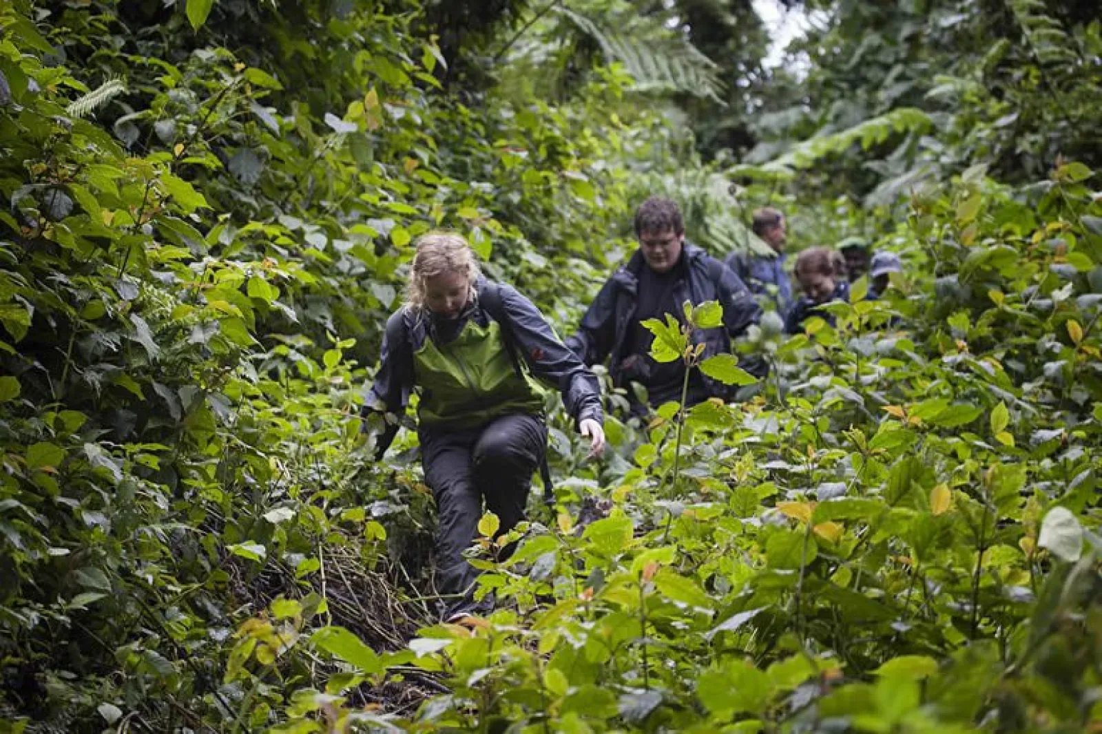 Mountain gorillas in Uganda